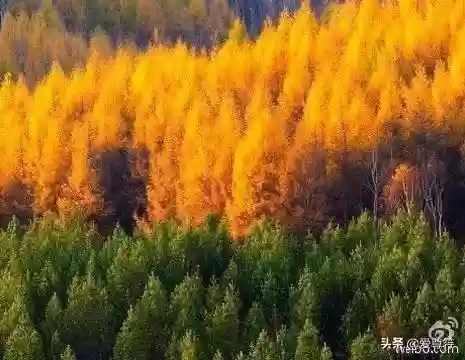 中国十大原始森林排名插图